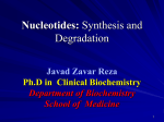 Nucleotides: Synthesis and Degredation