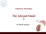 L11- The Adrenal Gland Glucocorticoids
