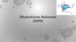 Dihydrofolate Reductase - Illinois State University Websites