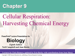 Cellular Respiration