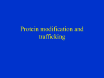 Protein modification and trafficking