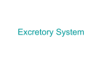 Excretory System - Mr. Eeds Biology