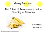 Going Bananas: The Effect of Temperature on the Ripening of