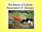 Cell Respiration Basics