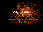 Glycolysis - GEOCITIES.ws