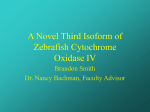 A Novel Third Isoform of Zebrafish Cytochrome Oxidase IV