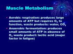 Muscle Metabolism - Liberty Union High School District