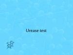 Urease test