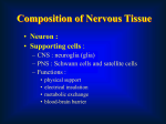 NeuralCell-Glia.stud