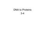 Chapter 3 Section 4 Protein Synthesis