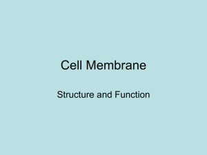 Cell Membrane