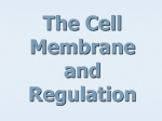 Cell Membrane and Regulation