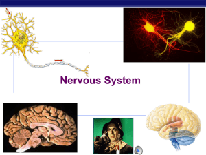 Nervous System - Biology Junction