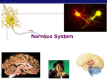 Nervous System - Fort Bend ISD