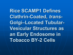 Rice SCAMP1 Defines Clathrin-Coated, trans