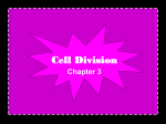 Cell Division - Montville.net