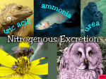 15.3 Nitrogenous Excretion