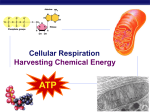 Regents Biology