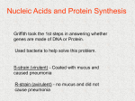 S-strain (virulent)