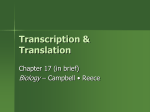 Transcription & Translation