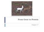 From Gene to Protein