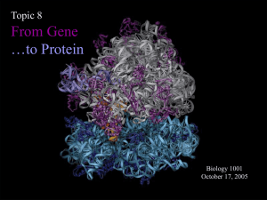 Topic 7 The Discovery of DNA & Its Roles