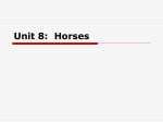 Unit 8: Horses