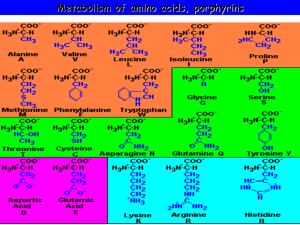 Metabolism of amino acids, porphyrins