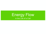 Energy Flow