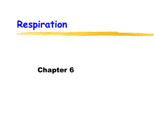 The Fate of Glucose