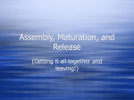Assembly, Maturation, and Release - Cal State LA