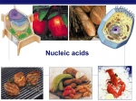 25Ch03nucleicacids2008