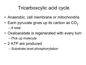 Protein and Lipid Catabolism