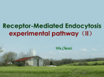 Receptor-Mediated Endocytosis experiment pathway（II）