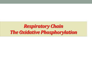 Oxidative phosphorylation (1)