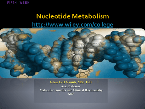 5-1 Necleotide Metabolism (purine)