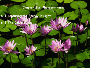 Chapter 6-Photosynthesis