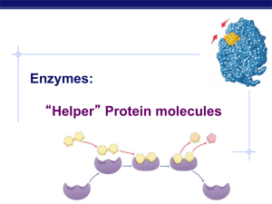Enzymes: “Helper” Protein molecules