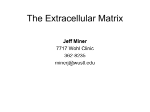 The Extracellular Matrix