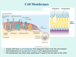 Membranes & Channels PPT