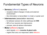 Fundamental Types of Neurons