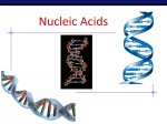 Nucleic Acids