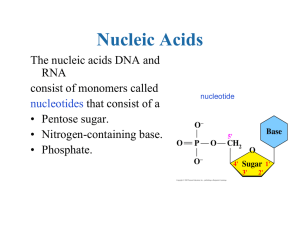 Nucleic Acids and Protein Synthesis: Power Point presentation