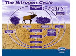 Nitrogen Cycle Power Point