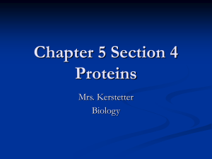 Chapter 5 Section 4 Proteins