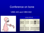 Conf – Bone Formation