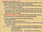 respiratory chain