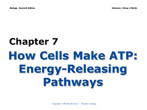 Chapter 7 How Cells Make ATP: Energy