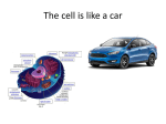 The cell is like a car - APBiology2015-2016