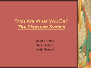 “You Are What You Eat” The Digestion System